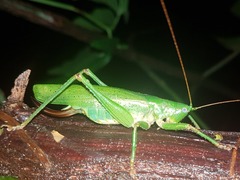 Austrosalomona destructor