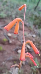 Polianthes geminiflora