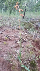 Polianthes geminiflora