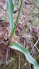 Polianthes geminiflora
