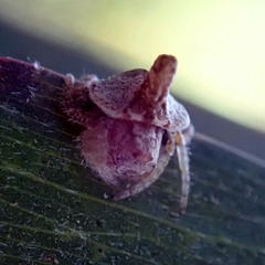 Dolophones turrigera