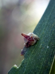 Dolophones turrigera