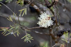 Melaleuca incana