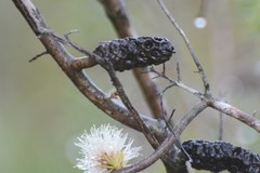 Melaleuca incana
