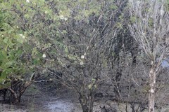 Melaleuca incana