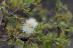 Melaleuca incana