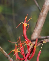 Dendrophthoe curvata