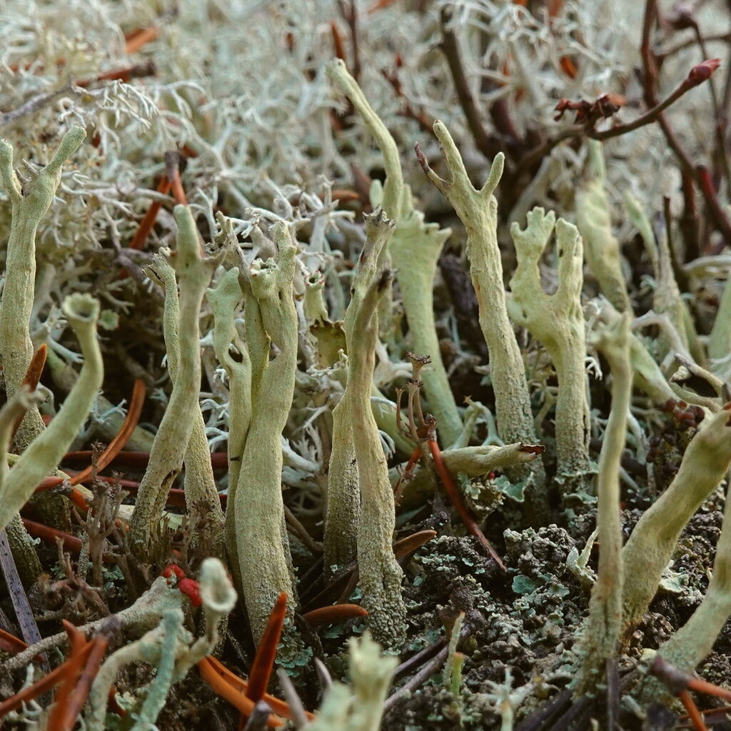 Greater Sulphur-cup Lichen