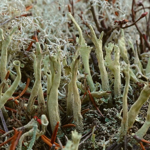 Cladonia sulphurina (Michx.) Fr.