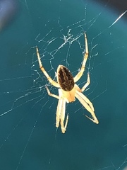 Araneidae