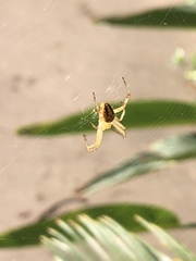 Araneidae