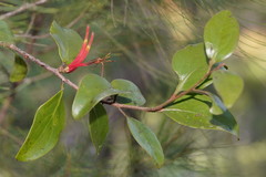 Dendrophthoe curvata
