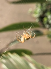 Araneidae