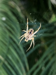Araneidae