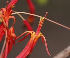 Dendrophthoe curvata