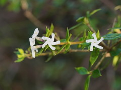 Alyxia oblongata