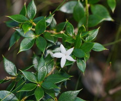 Alyxia oblongata