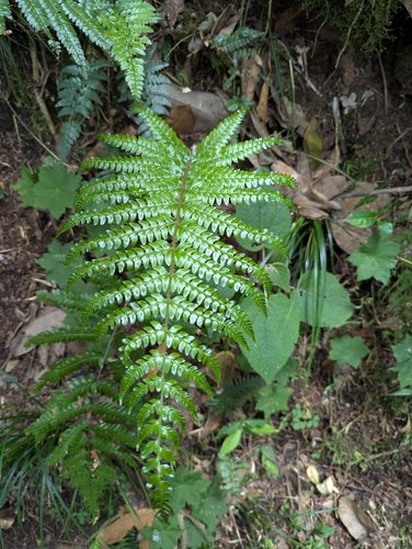 Polystichum platyphyllum observed 2025-03-28