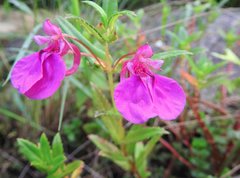 Impatiens chinensis