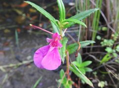 Impatiens chinensis