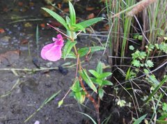 Impatiens chinensis