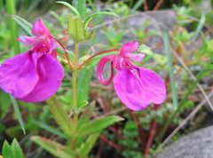 Impatiens chinensis