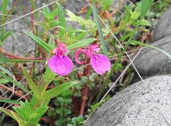 Impatiens chinensis