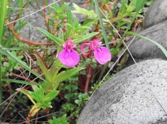 Impatiens chinensis