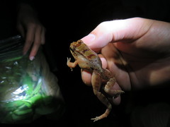 Leptodactylus knudseni