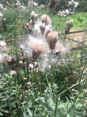 Cirsium arvense