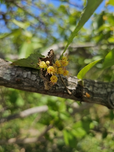 Image of Guazuma ulmifolia by (c) ritirene, some rights reserved (CC BY)