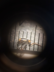 Axinotarsus pulicarius