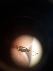 Axinotarsus pulicarius
