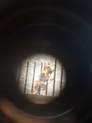 Axinotarsus pulicarius