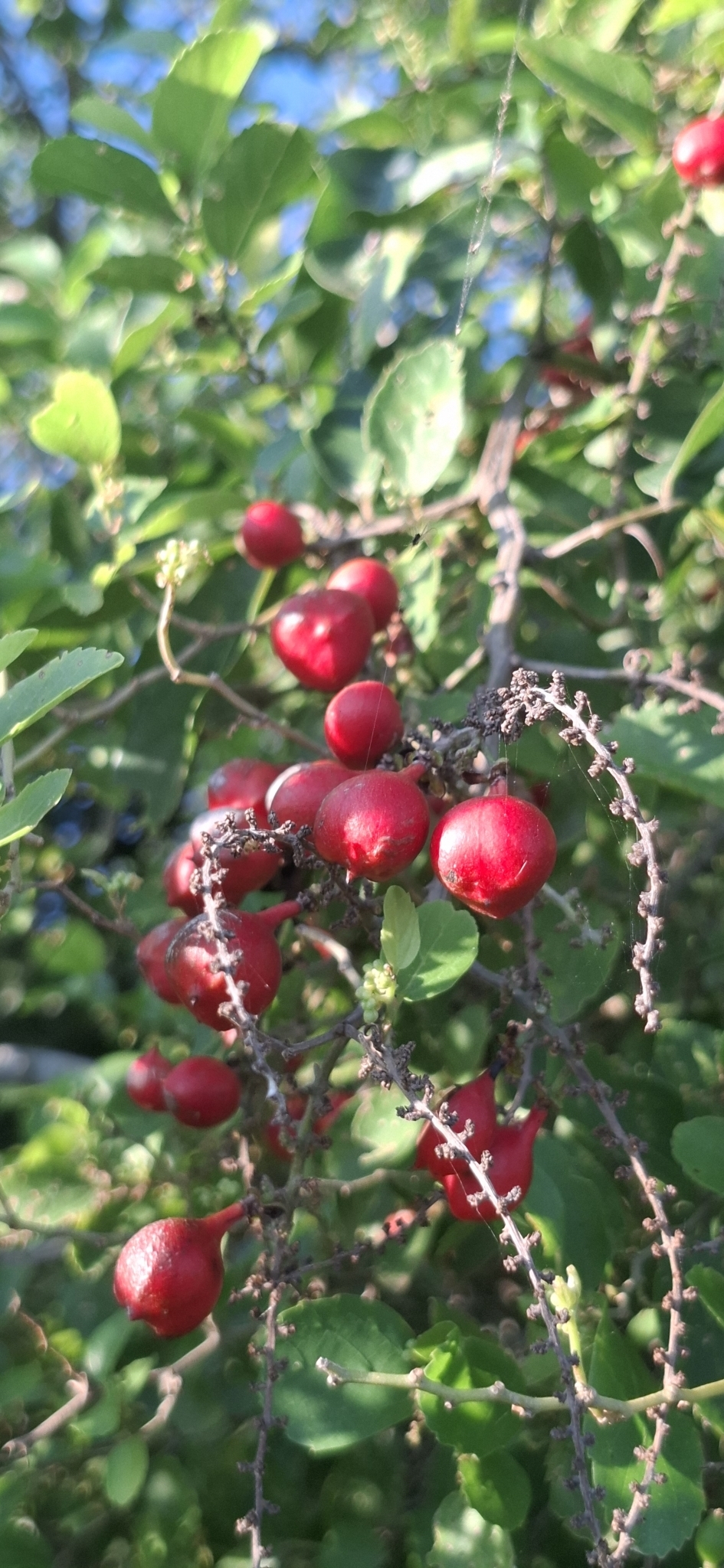 Imagem de Guaraná-Cipó