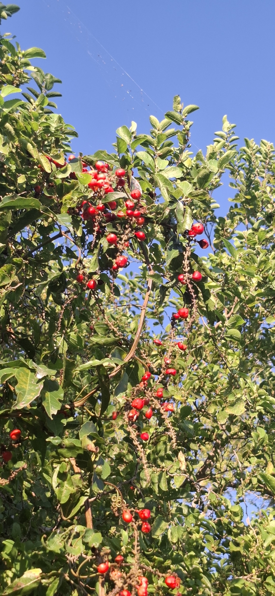 Imagem de Guaraná-Cipó