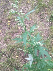 Artemisia vulgaris