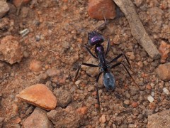 Iridomyrmex lividus