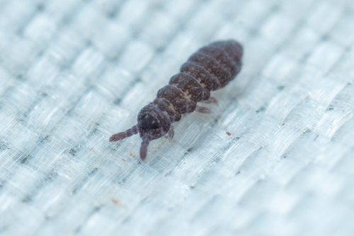 Hypogastrura perplexa