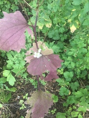 Alliaria petiolata
