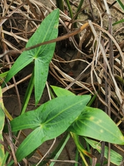 Sagittaria sagittifolia