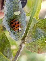 Harmonia axyridis