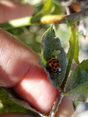 Harmonia axyridis