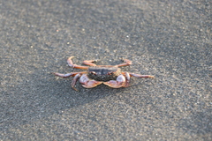 Cyclograpsus insularum