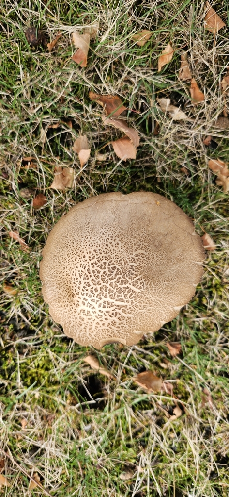 Leccinum scabrum · March 2025 · photo: © shane212 (iNaturalist, cc0)