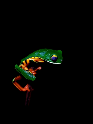 Sylvia's Tree Frog, Cruziohyla sylviae