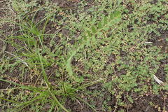 Phyllanthus evanescens