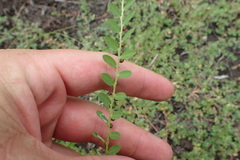 Phyllanthus evanescens