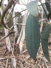 Eucalyptus pauciflora pauciflora