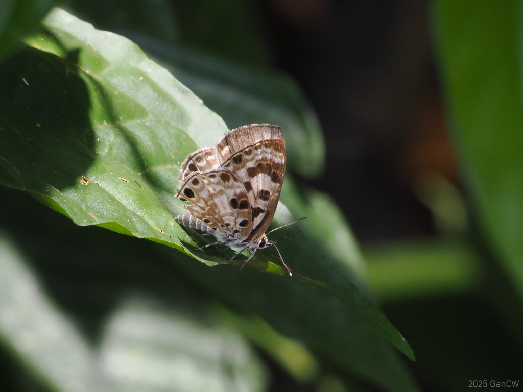 Large Pointed Pierrot